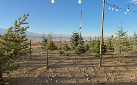 Colorado Christmas Trees: Local Sales Support Wildfire Prevention | PRIMENEWSNOW
